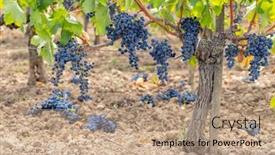  Presentation with france - PPT theme with reduction-of-ripening-grapes background and a coral colored foreground
