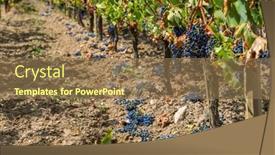  Presentation with france - Presentation theme enhanced with reduction-of-ripening-grapes background and a coral colored foreground