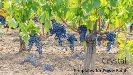  Presentation with france - Slides enhanced with reduction-of-ripening-grapes background and a coral colored foreground