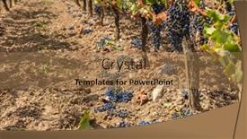  Presentation with france - Presentation with reduction-of-ripening-grapes background and a coral colored foreground