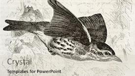  Presentation with old - Audience pleasing theme consisting of redwing-old-illustration-turdus-iliacus backdrop and a soft green colored foreground