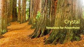 Presentation with redwood forest - PPT theme having redwood forest sequoia trees background and a tawny brown colored foreground