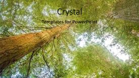  Presentation with giant trees - PPT layouts enhanced with redwood forest sequoia trees background and a gold colored foreground