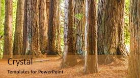  Presentation with redwood forest - PPT layouts having redwood forest sequoia trees background and a gold colored foreground