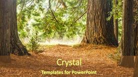  Presentation with redwood forest - Slide set consisting of redwood forest sequoia trees background and a red colored foreground