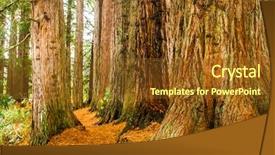  Presentation with redwood forest - Amazing presentation design having redwood forest sequoia trees backdrop and a tawny brown colored foreground