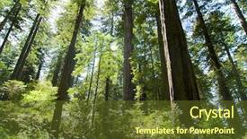  Presentation with redwood forest - Slide deck featuring redwood forest background and a tawny brown colored foreground