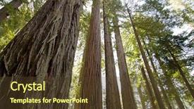  Presentation with redwood forest - Audience pleasing slide deck consisting of redwood forest backdrop and a tawny brown colored foreground