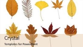  Presentation with maple leaves - Beautiful presentation theme featuring redwood ginkgo japanese maple hornbeam backdrop and a yellow colored foreground