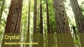  Presentation with redwood forest - Audience pleasing slides consisting of redwood tree forest backdrop and a tawny brown colored foreground
