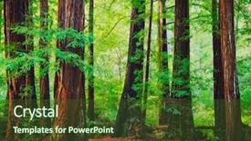  Presentation with redwood forest - Slide set having redwood trees in forest northwest background and a tawny brown colored foreground