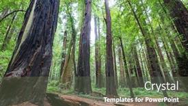  Presentation with redwood forest - Slide deck having redwood-trees-in-northern-california background and a dark gray colored foreground