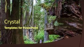  Presentation with redwood forest - Amazing slides having redwood-trees-in-northern-california backdrop and a tawny brown colored foreground