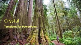  Presentation with redwood forest - Cool new PPT theme with redwood-trees-in-northern-california backdrop and a tawny brown colored foreground