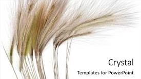  Presentation with colored dots - Beautiful presentation theme featuring ampelosaurus dinosaur walking among pine trees - 3d render backdrop and a tawny brown colored foreground.