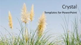  Presentation with blue yellow - Slides consisting of reed grass - yellow rush over blue sky background and a  colored foreground