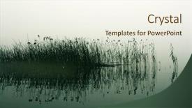  Presentation with swamp - PPT layouts consisting of reed stalks in the swamp background and a cream colored foreground