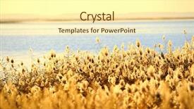  Presentation with swamp - Slides enhanced with reed stalks in the swamp background and a cream colored foreground