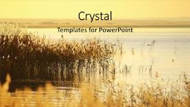  Presentation with swamp - Audience pleasing slides consisting of reed stalks in the swamp backdrop and a blonde colored foreground