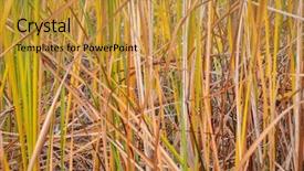  Presentation with fall mounains - Presentation having reeds background - a slake shore background and a gold colored foreground