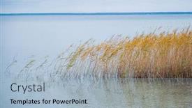  Presentation with nature - Theme having reeds-on-the-shore and a light blue colored foreground