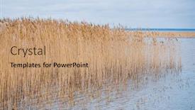  Presentation with nature - Slides consisting of reeds-on-the-shore and a coral colored foreground
