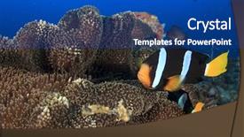  Presentation with clownfish nemo fish - Cool new presentation theme with great barrier reef - clarke's anemonefish clownfish fish backdrop and a ocean colored foreground