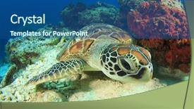  Presentation with turtle - Amazing PPT theme having domesticated rabbit in his house rabbit isolated backdrop and a violet colored foreground.