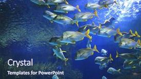  Presentation with aquatic - Slides featuring reef and colorful fish background and a  colored foreground