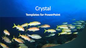  Presentation with fish ocean - Colorful theme enhanced with reef and fish in ocean backdrop and a gray colored foreground