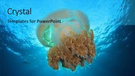  Presentation with jellyfish - Presentation theme enhanced with reef fish - large jellyfish underwater background and a cyan colored foreground