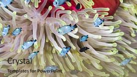 Presentation with sardines school in blue sea - Colorful PPT layouts enhanced with reef fish - school of three-spot damsel dascyllus backdrop and a coral colored foreground