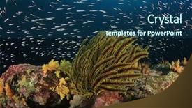  Presentation with tuna fish underwater in ocean - Amazing PPT layouts having reef fish and coral underwater backdrop and a ocean colored foreground