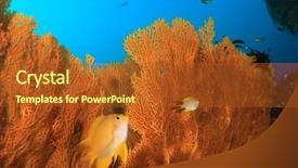  Presentation with tuna fish underwater in ocean - PPT theme enhanced with reef fish and coral underwater background and a red colored foreground