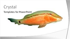  Presentation with fish - Colorful slides enhanced with reef-fish-goatfish-isolated backdrop and a white colored foreground