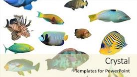  Presentation with tropical reef fish - Slide deck consisting of reef fish isolated fish species background and a blonde colored foreground