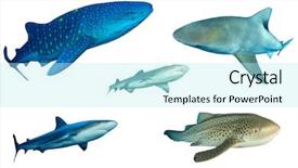  Presentation with shark - Slide set with reef grey reef and leopard background and a arctic colored foreground