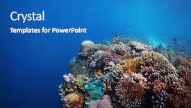  Presentation with sea coral - Colorful theme enhanced with reef in a tropical sea backdrop and a teal colored foreground