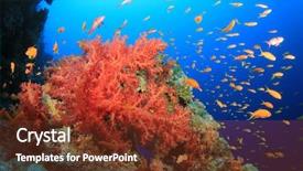  Presentation with sea animals - PPT layouts having reef in the red sea background and a  colored foreground