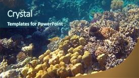  Presentation with corral reef - Beautiful slide deck featuring reef in the red sea backdrop and a ocean colored foreground