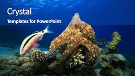  Presentation with hunting - Cool new slide set with reef octopus hunting with goatfish backdrop and a cobalt blue colored foreground