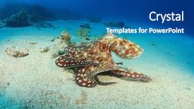  Presentation with octopus - Audience pleasing PPT layouts consisting of reef octopus octopus cyaneus also backdrop and a ocean colored foreground