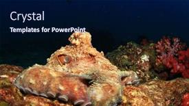  Presentation with octopus - Slides with reef-octopus background and a navy blue colored foreground