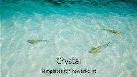  Presentation with shark - PPT theme consisting of reef shark swimming in crystal background and a  colored foreground
