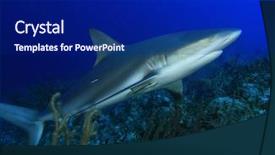  Presentation with shark - Beautiful presentation design featuring reef shark backdrop and a navy blue colored foreground