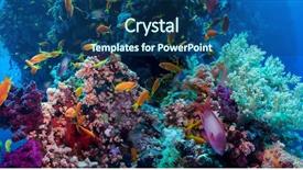  Presentation with tropical reef fish - Theme consisting of reef with coral and sponge background and a ocean colored foreground