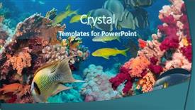  Presentation with tropical reef fish - Beautiful slides featuring reef with coral and sponge backdrop and a ocean colored foreground