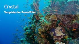  Presentation with tropical reef fish - Slide set consisting of reef with coral and sponge background and a teal colored foreground