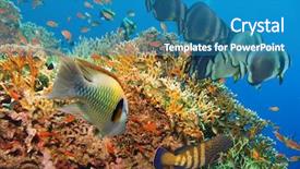  Presentation with tropical reef fish - Audience pleasing PPT layouts consisting of reef with coral and sponge backdrop and a teal colored foreground