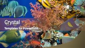  Presentation with tropical reef fish - Presentation theme featuring reef with coral and sponge background and a tawny brown colored foreground